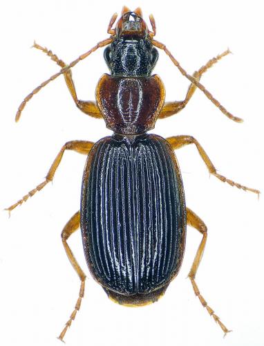 Réf. 214 687 : Cymindis sp.